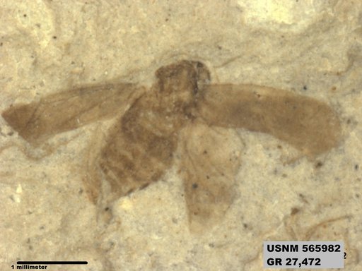 Genus sp