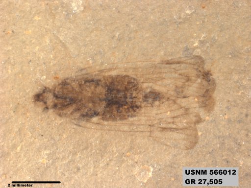 Genus sp