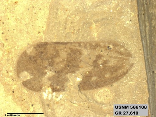Genus sp