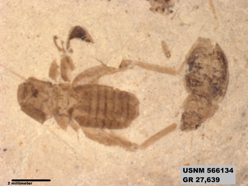 Genus sp