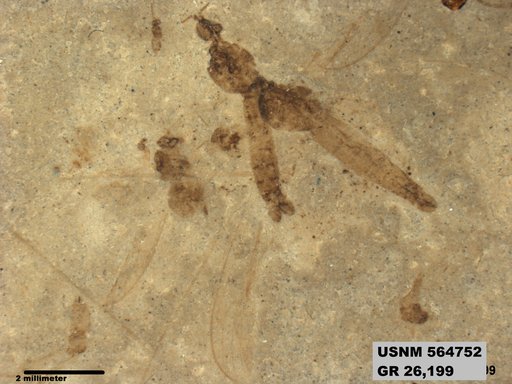 Insecta