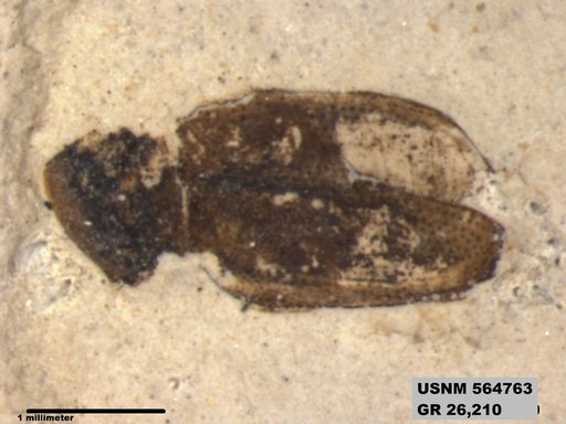 Insecta