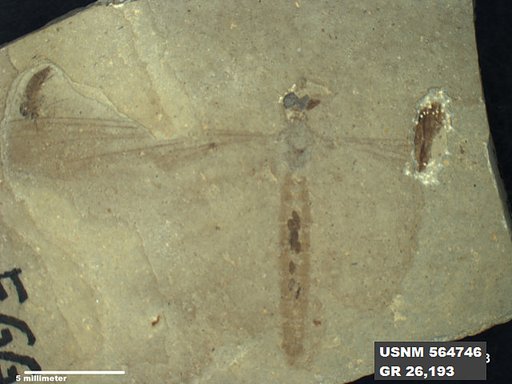 Genus sp