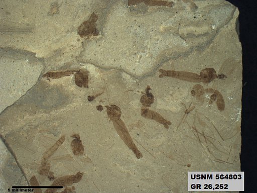 Genus sp