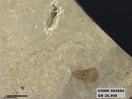 Genus sp