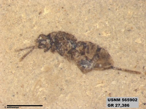 Insecta
