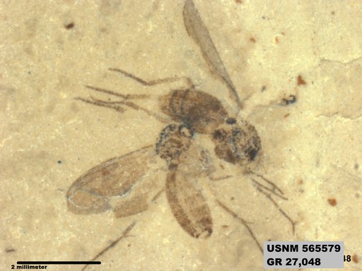 Genus sp
