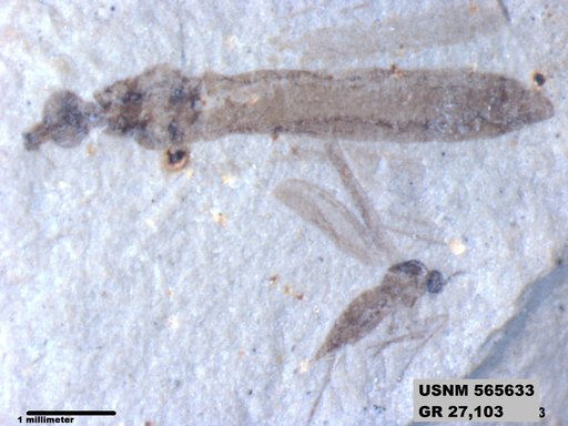 Genus sp