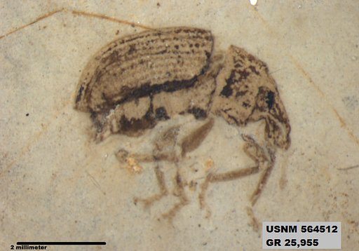 Insecta