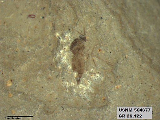 Genus sp