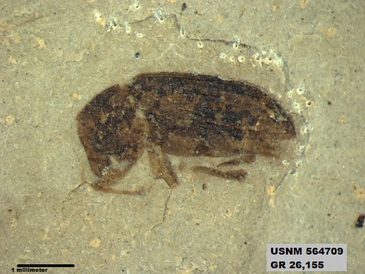 Insecta