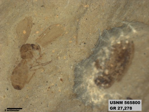 Insecta