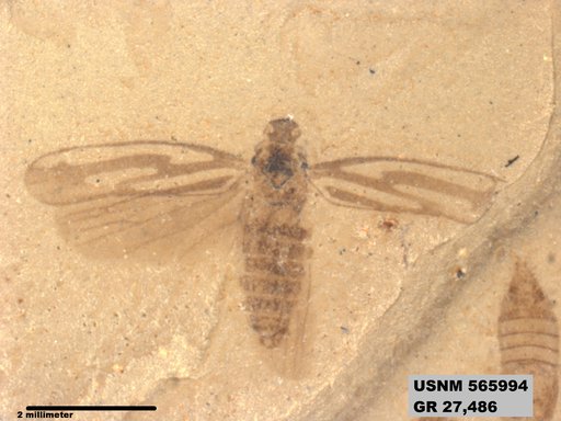 Tipula sp