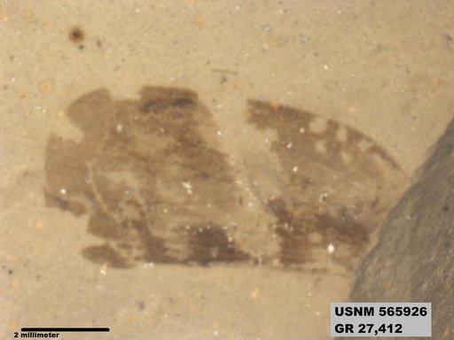 Genus sp