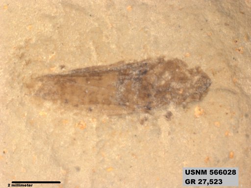 Genus sp