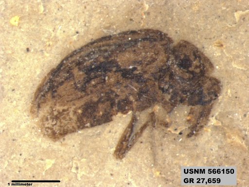 Insecta