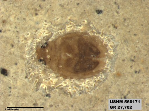 Insecta