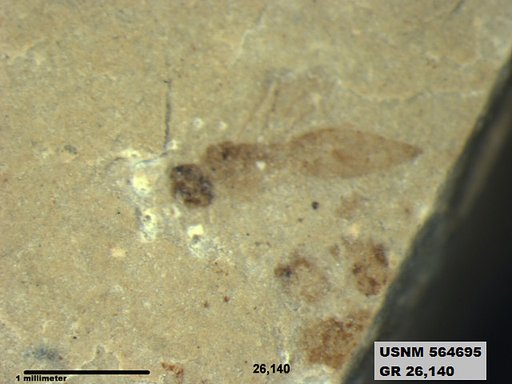 Genus sp