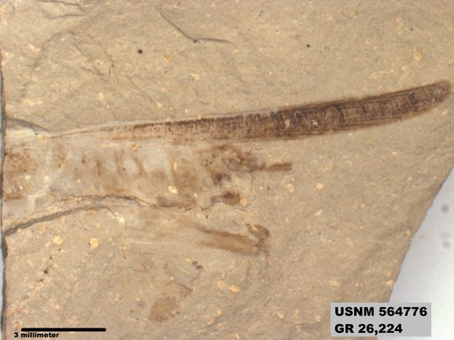 Eotetrix unicornis