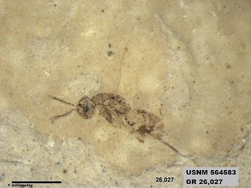 Insecta