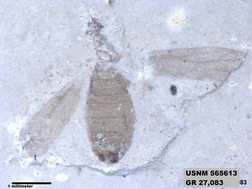 Genus sp