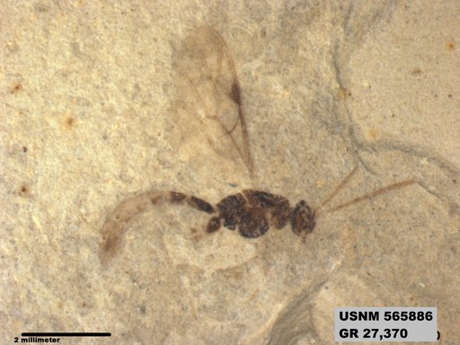 Insecta