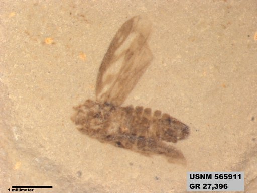 Genus sp