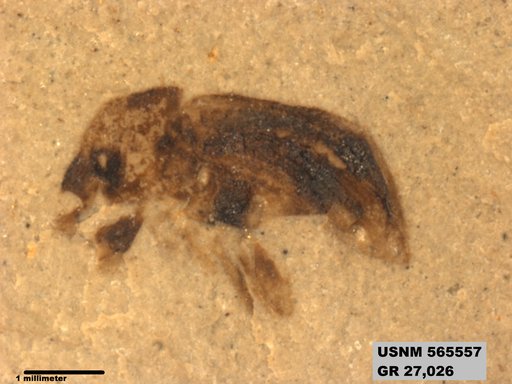 Insecta