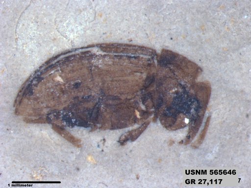 Insecta