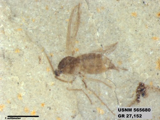 Genus sp