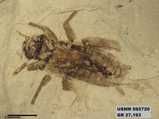 Insecta
