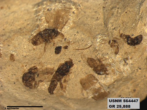 Genus sp