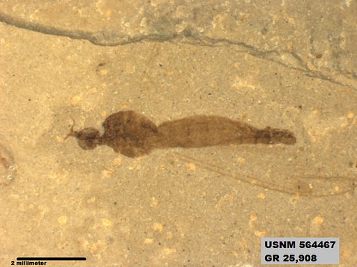 Genus sp