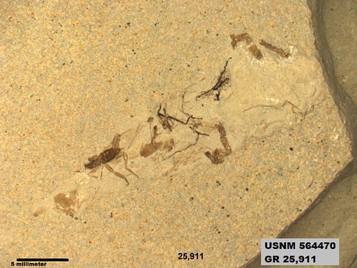 Genus sp