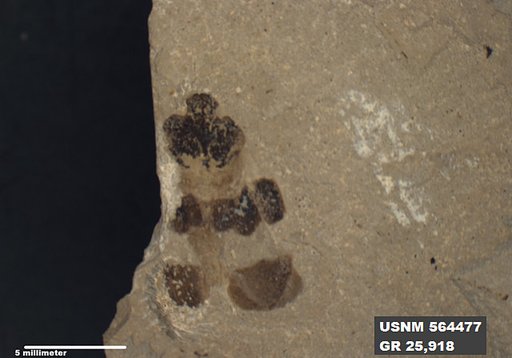 Genus sp