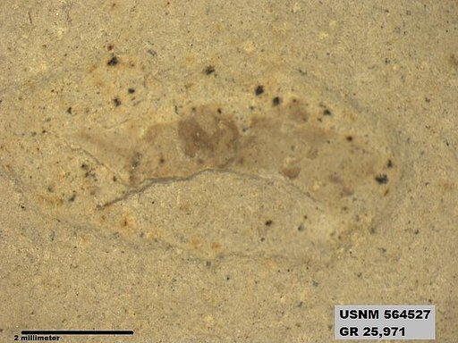 Ectobius sp