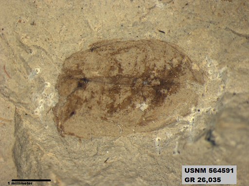 Genus sp