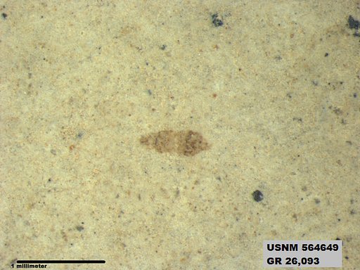 Insecta
