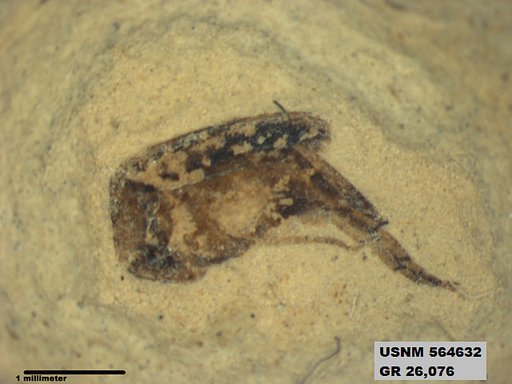 Insecta