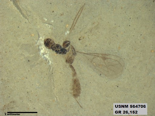 Insecta