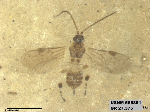 Insecta