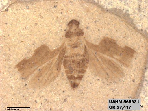 Genus sp