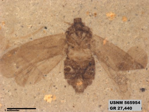 Genus sp