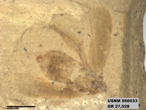 Genus sp