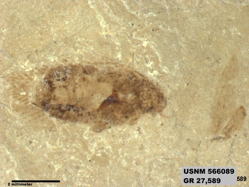 Genus sp