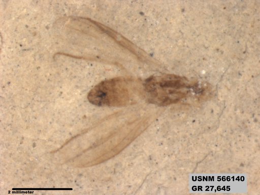 Genus sp