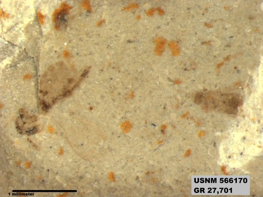 Ectobius sp