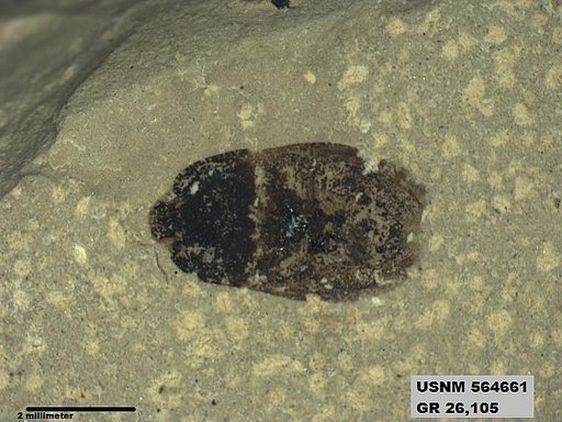 Genus sp