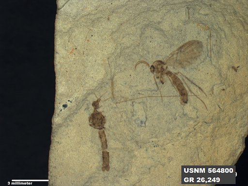 Genus sp