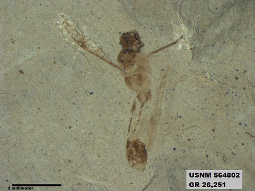 Genus sp